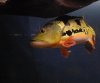 DSC_5921.JPG