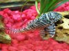 pleco.jpg