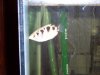 Archerfish.jpg
