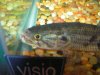wolf fish (2).JPG
