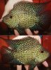 fwflowerhorn1226262534.jpg