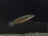 fish 461.jpg