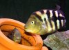 Chancho Pair with fry.jpg