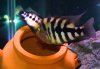 Chancho pair with fry 3.jpg