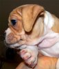 pup1.jpg
