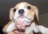 pup11.jpg