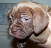 pup2.jpg