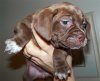 pup22.jpg