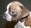 pup3.jpg