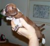 pup33.jpg