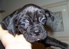 pup4.jpg