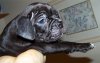 pup44.jpg