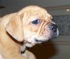pup5.jpg
