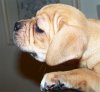 pup55.jpg