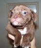 pup6.jpg