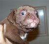 pup66.jpg