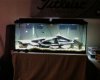 55 gallon1.jpeg