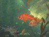 Seattle Aquarium 004.JPG