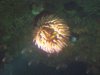 Seattle Aquarium 013.JPG