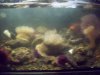 Seattle Aquarium 021.JPG