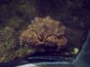 Seattle Aquarium 027.JPG