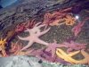 Seattle Aquarium 036.JPG