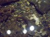Seattle Aquarium 039.JPG