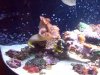 Seattle Aquarium 052.JPG