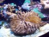 Seattle Aquarium 053.JPG