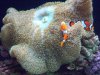 Seattle Aquarium 082.JPG