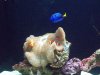 Seattle Aquarium 081.JPG