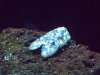 Seattle Aquarium 083.JPG
