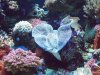 Seattle Aquarium 107.JPG
