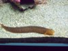 Seattle Aquarium 156.JPG
