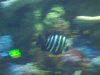 Seattle Aquarium 097.JPG
