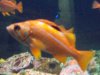 Seattle Aquarium 172.JPG