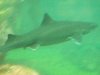 Seattle Aquarium 211.JPG
