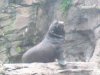 Seattle Aquarium 245.JPG