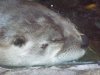 Seattle Aquarium 258.JPG
