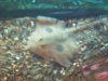 Seattle Aquarium 251.JPG