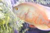 DSCF5509.JPG