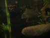 fish5555 015.JPG