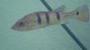 cichla 052.JPG
