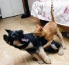 funny cat1.jpg funny cat1.jpg