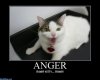 Anger_Kitty.jpg
