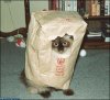 Bag_Cat.jpg