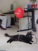 Balloon_Cat.jpg