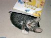 Cat_In_A_Box.jpg