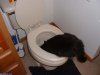 Cat_In_Toilet.jpg