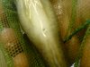 DSC00437.JPG